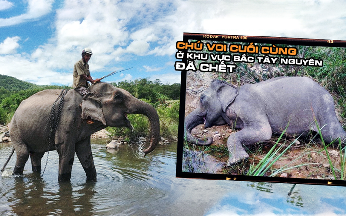 Chú voi cuối cùng ở khu vực Bắc Tây Nguyên đã chết Ảnh 2