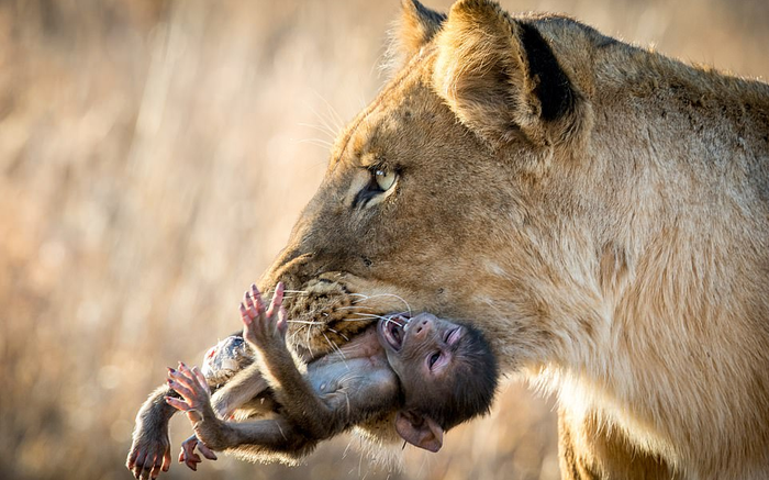 Khỉ đầu chó thoi thóp trước khi bị sư tử vờn chết Ảnh 2