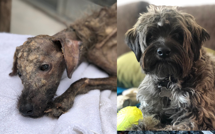 Chú chó gầy gò trơ xương và sự thay đổi kì diệu khiến nhiều người ngỡ ngàng Ảnh 2