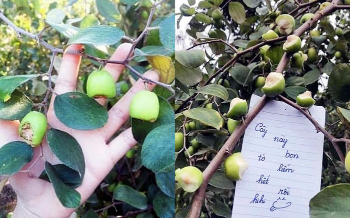 Dân mạng bức xúc nhóm sinh viên vào vườn gặm nham nhở táo và để lại lời nhắn phản cảm Ảnh 2