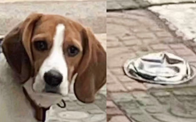 Bị chủ cán bẹp mất bát cơm, biểu cảm bất bình của chú chó khiến CĐM hú hét Ảnh 2