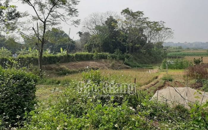 Người đàn ông dùng dao sát hại nhân tình rồi đâm vào ngực trái tự tử giữa cánh đồng Ảnh 2