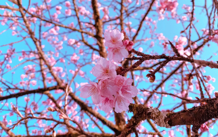 Hoa anh đào nở tuyệt đẹp giữa tiết trời giá lạnh ở Sa Pa Ảnh 2