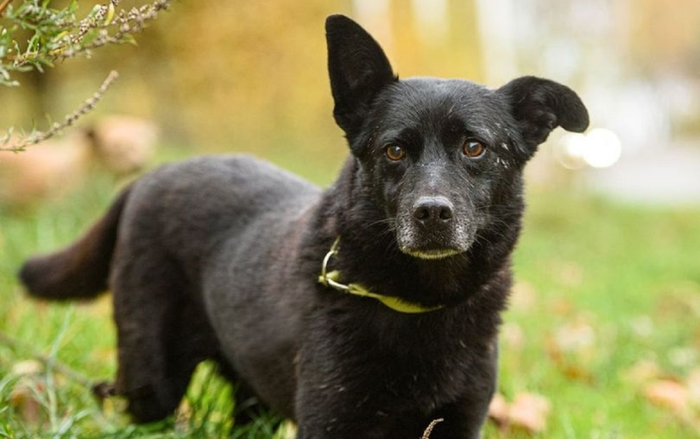 Được gia đình mới nhận nuôi, chú chó mù bất chấp sương giá vượt gần 30km về với chủ cũ gây xúc động Ảnh 2