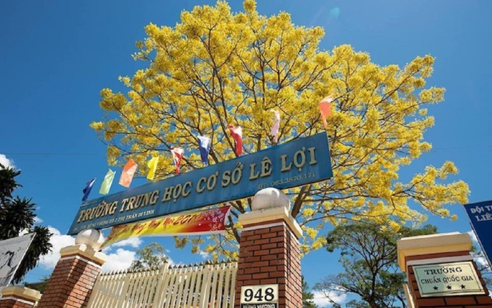 Độc đáo cây phượng duy nhất ra hoa màu vàng giữa mùa đông tại vùng đất cao nguyên Di Linh Ảnh 2