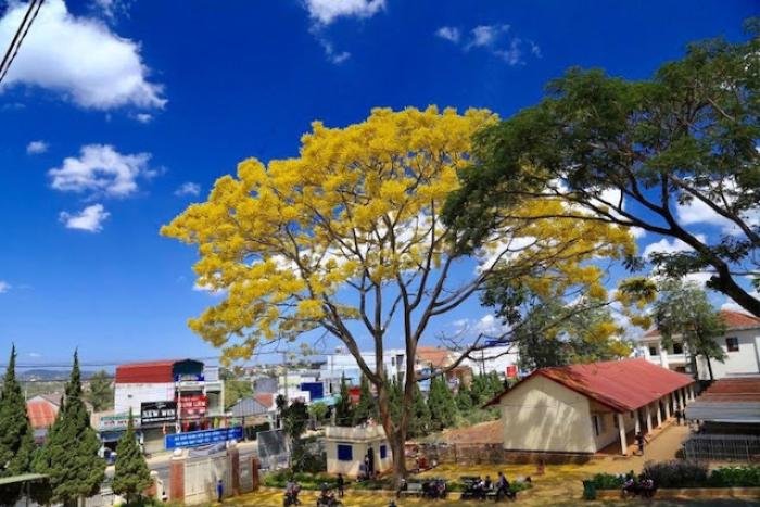 Độc đáo cây phượng duy nhất ra hoa màu vàng giữa mùa đông tại vùng đất cao nguyên Di Linh Ảnh 4