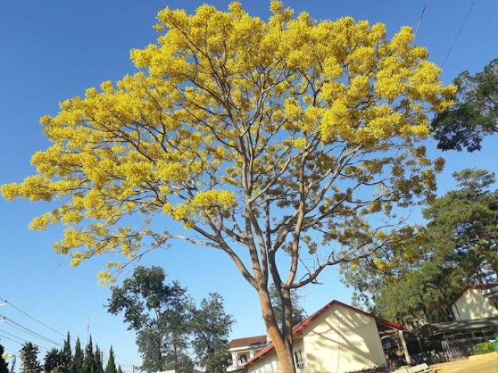 Độc đáo cây phượng duy nhất ra hoa màu vàng giữa mùa đông tại vùng đất cao nguyên Di Linh Ảnh 8