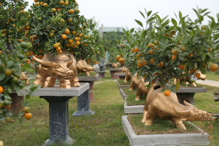 Trâu vàng 'cõng' quất bonsai rục rịch đón Tết Tân Sửu Ảnh 4