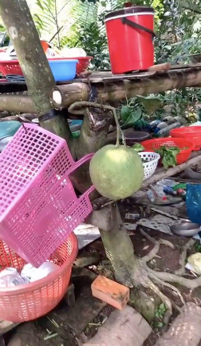 Quả bưởi mọc bất chấp khiến nhiều người 'sửng sốt' Ảnh 3