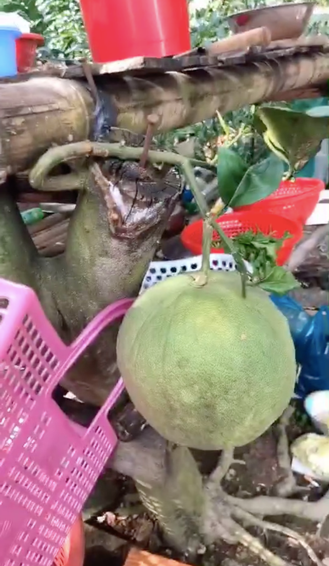 Quả bưởi mọc bất chấp khiến nhiều người 'sửng sốt' Ảnh 4