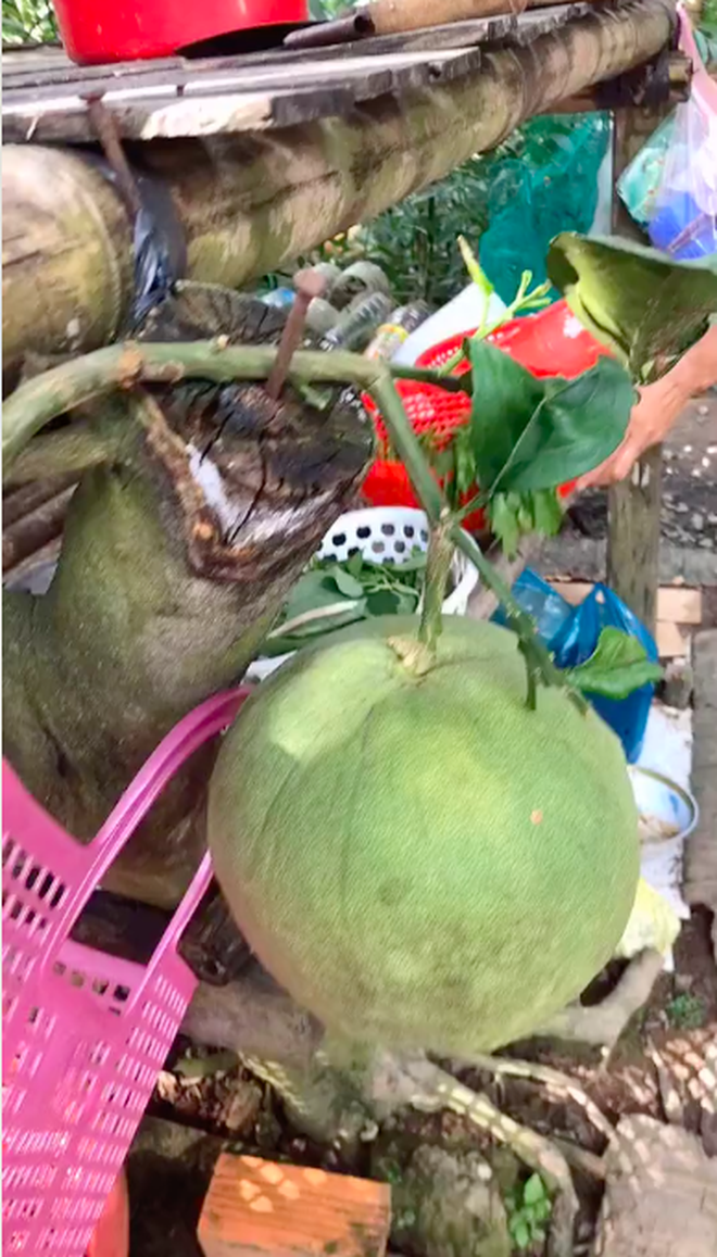 Hình ảnh quả bưởi mọc bất chấp thu hút sự quan tâm của cư dân mạng