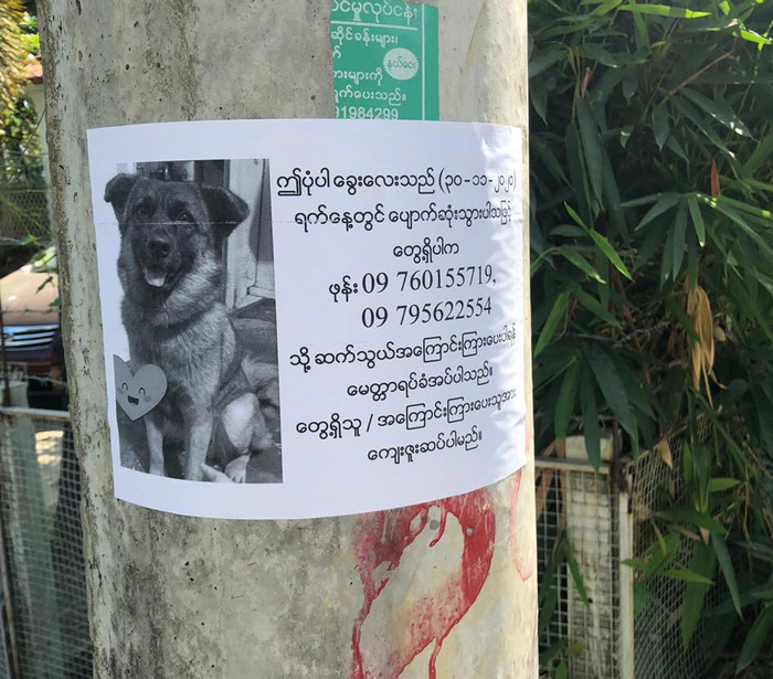 Chú chó Ki Ki thông minh đã ngồi đợi ngay dưới tờ rơi in hình của nó.