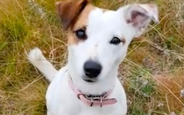 Chó trung thành hy sinh bản thân để cứu chủ nhân, xem video quay lại sự việc càng thêm xót xa Ảnh 2