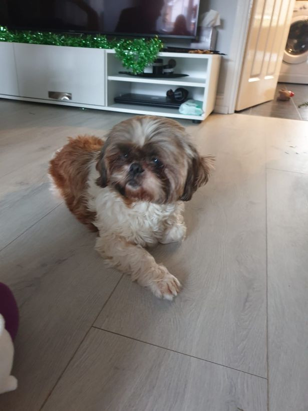 Chú chó Roxy đã được đoàn tụ với chủ nhân sau 8 năm mất tích.