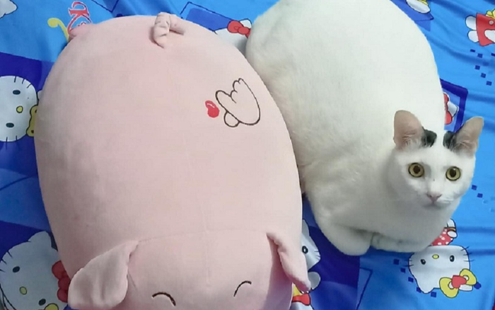 Chú mèo 'gây lú' khiến người ngoài nhìn vào tưởng là... lợn bông Ảnh 2