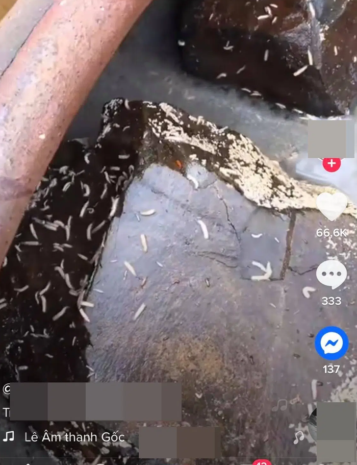 Ám ảnh lu nước mắm có giòi bò ngoe nguẩy bên trong, vừa nhìn thôi đã muốn 'sởn da gà' Ảnh 3