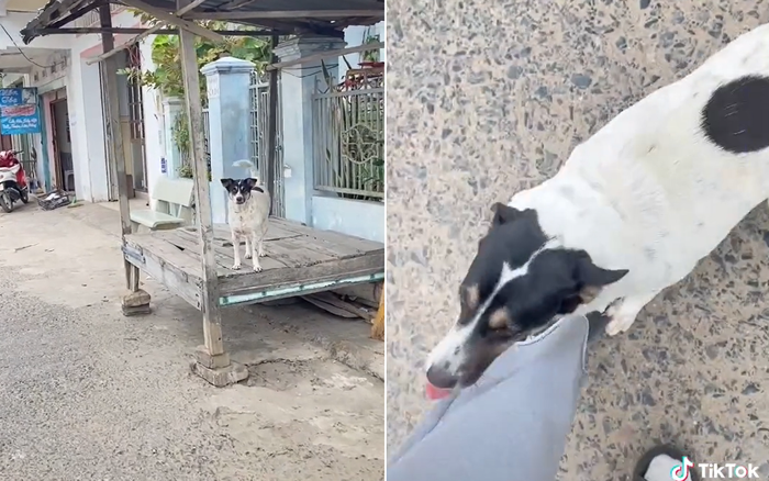 Về thăm nhà, nữ sinh rơm rớm nước mắt trước hành động bất ngờ của chú cún cưng Ảnh 2