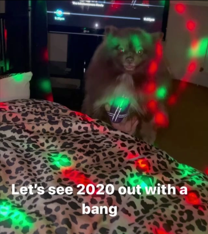 Ảnh thú cưng của cô đang nhảy nhót theo phim