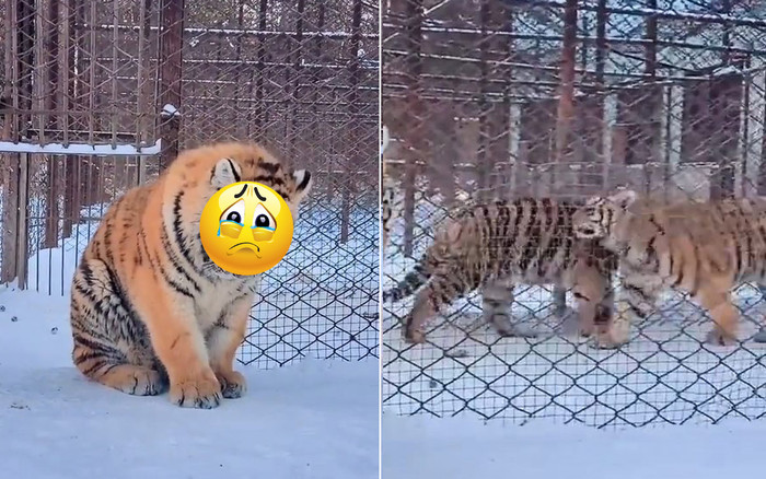 Bị lũ bạn cho 'ra đảo' chơi một mình, biểu cảm của em hổ béo ú khiến CĐM tan chảy Ảnh 2