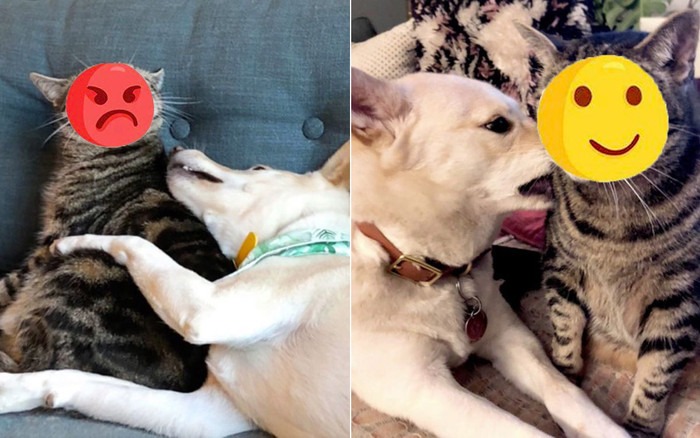 Liên tục bị 'bạn chó' làm phiền, biểu cảm tức giận của chú mèo khiến CĐM thích thú Ảnh 2