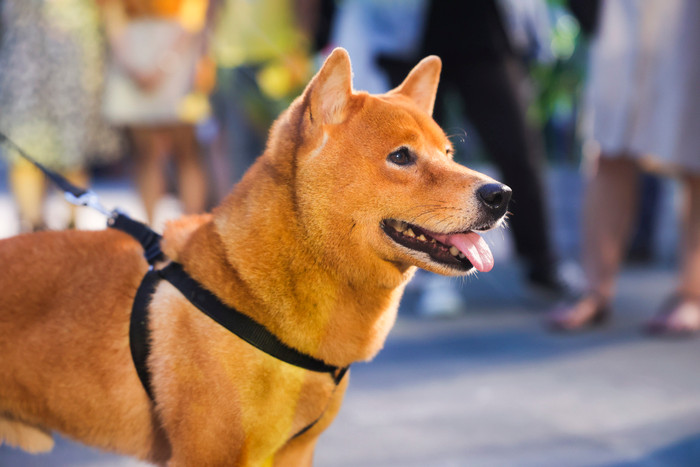 Vợ chồng Hà Tăng, Kiều Minh Tuấn cùng dàn sao Việt góp mặt trong họp báo ra mắt phim 'Cậu Vàng' Ảnh 15