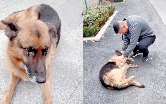 Gặp lại người huấn luyện cách biệt nhiều năm, phản ứng của cô chó nghiệp vụ khiến mọi người sững sờ Ảnh 2