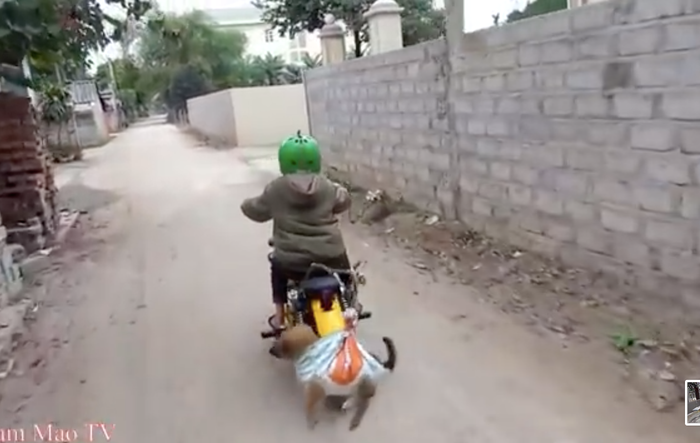 Anh em Tam Mao bị lên án vì ngược đãi động vật để làm video YouTube Ảnh 4