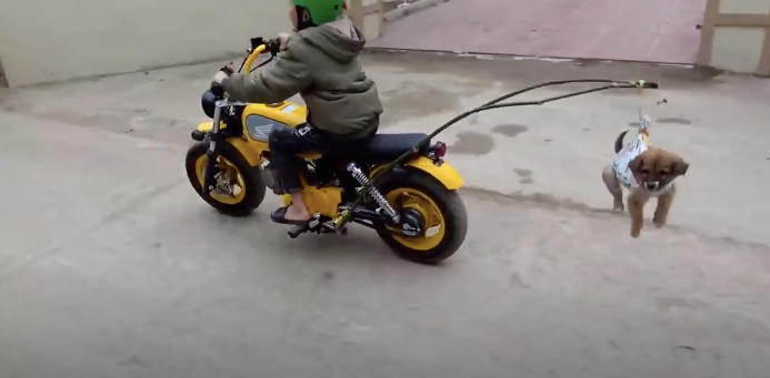 Anh em Tam Mao bị lên án vì ngược đãi động vật để làm video YouTube Ảnh 3