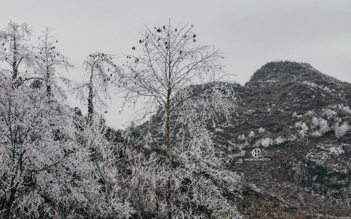 Chùm ảnh: Nhiệt độ xuống thấp kỷ lục, băng giá phủ trắng trời ở Hà Giang Ảnh 2