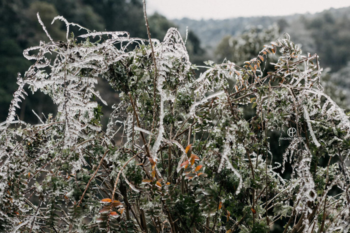 Theo đó, đợt rét đậm, rét hại này khiến nhiều nơi của tỉnh Hà Giang chìm trong giá rét, nhiệt độ phổ biến từ dưới 5 độ C. Thậm chí, nhiệt độ vào ban đêm xuống thấp dưới -2 độ C. 