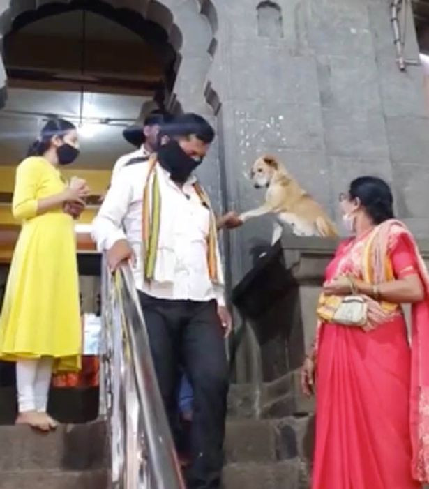 Chú chó bắt tay các tín đồ trước cửa đền gây 'bão' mạng xã hội Ảnh 3