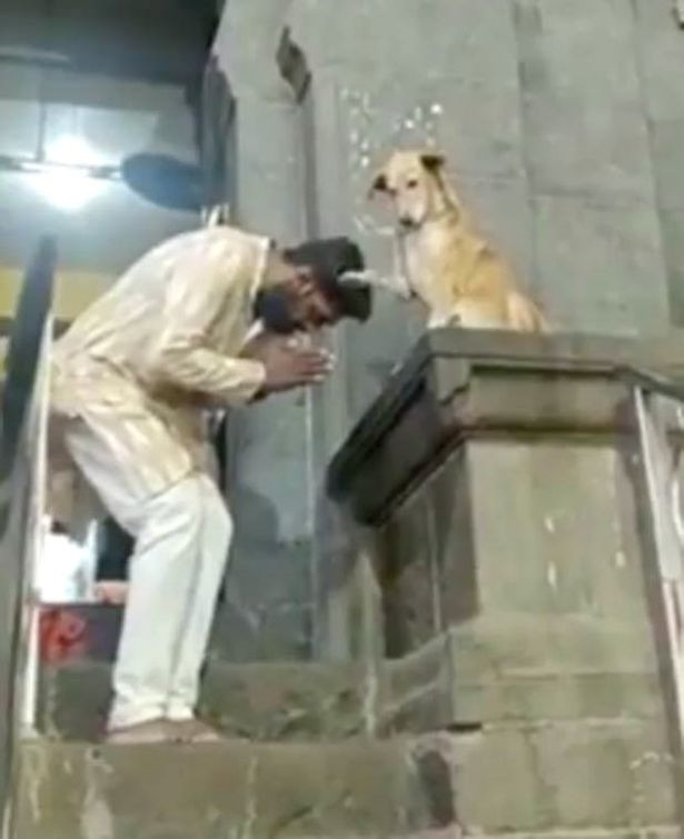 Chú chó bắt tay các tín đồ trước cửa đền gây 'bão' mạng xã hội Ảnh 4