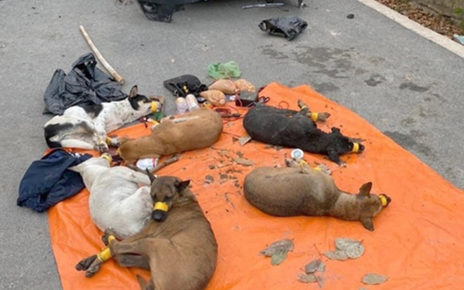 Bị chốt chặn, đối tượng trộm chó tông thẳng vào xe công an rồi bung cửa bỏ chạy Ảnh 2