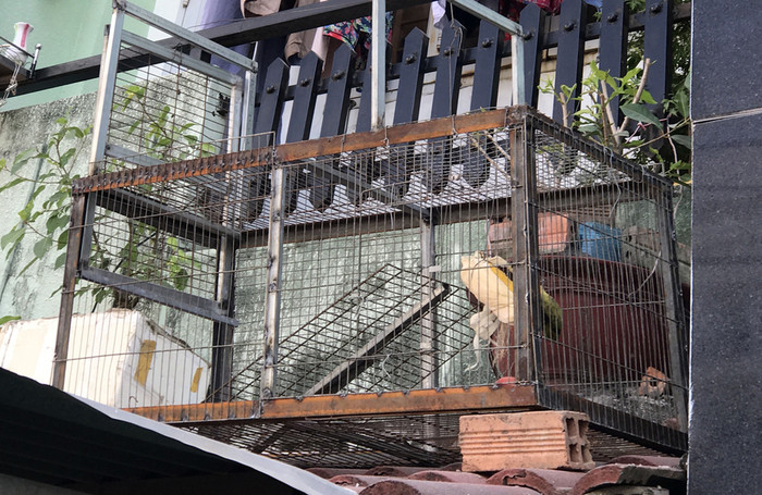 Người dân đặt bẫy bắt khỉ trên mái nhà. Ảnh: Đình Văn/VnExpress
