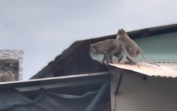 Xuất hiện đàn khỉ hơn chục con quậy phá khu dân cư ở Sài Gòn Ảnh 2