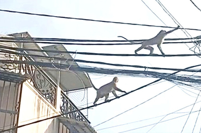 Khỉ đu dây điện, hái cây trái của các hộ dân khiến nhiều người bất an. Ảnh: PLO