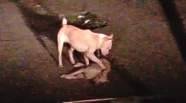 Khoảnh khắc đau lòng khi chú chó hoàng cố đánh thức người bạn đã chết.