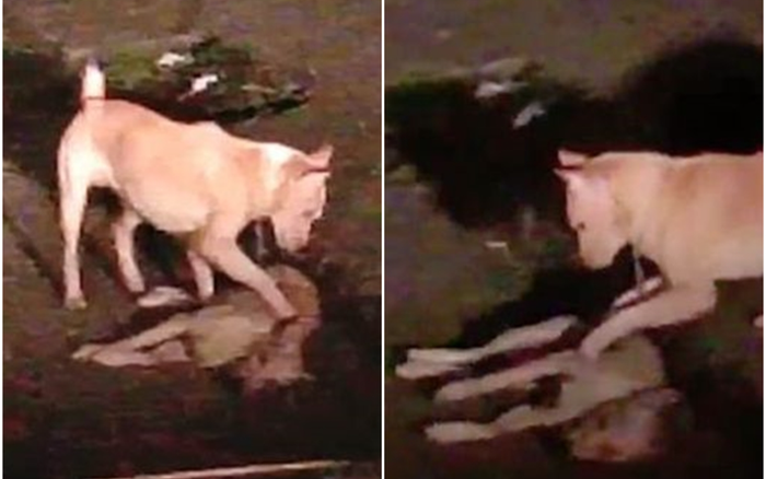 Khoảnh khắc chú chó hoang cố gắng đánh thức người bạn đã chết khiến người xem rơi nước mắt Ảnh 2