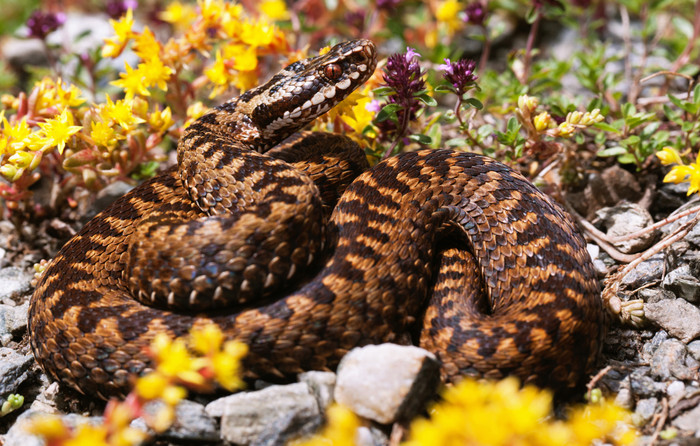 (Ảnh: Marius Iancu / ZME Science)