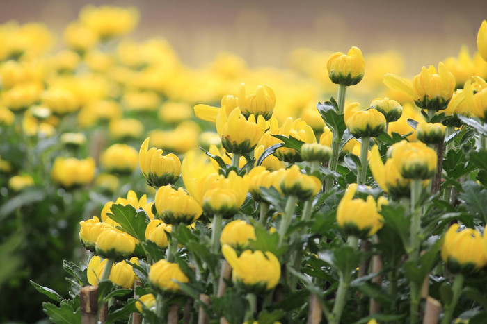 Dư vị Tết miền Tây của nhà văn Hoàng Khánh Duy: '365 ngày chân lưu lạc khắp nơi chỉ mong ngày đoàn viên' Ảnh 4