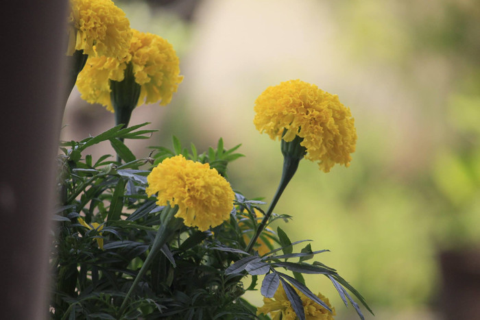 Dư vị Tết miền Tây của nhà văn Hoàng Khánh Duy: '365 ngày chân lưu lạc khắp nơi chỉ mong ngày đoàn viên' Ảnh 5