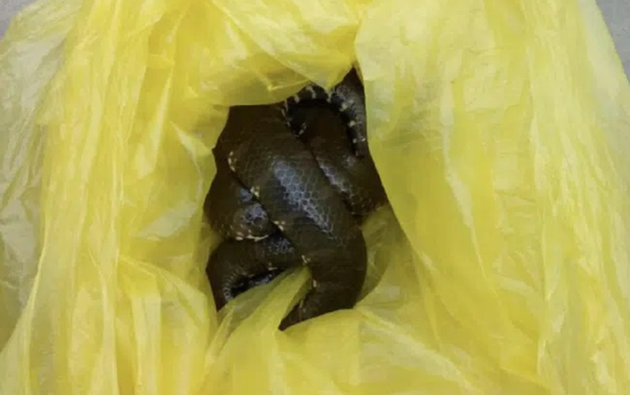 Hành khách lén mang cả balo rắn lên xe khách, nửa đêm rắn 'sổng chuồng' ngoe nguẩy khắp xe Ảnh 2