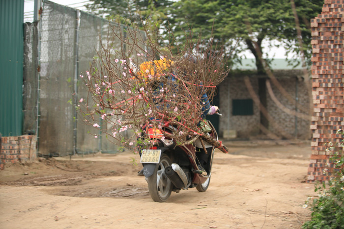 Xe tiểu thương mua đào chở đi bán các nơi.