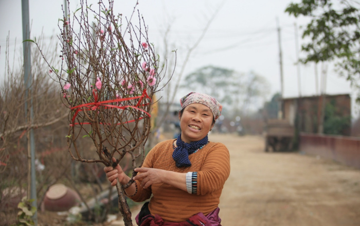 Tiểu thương vào tận vườn trả giá cao, nhiều người dân làng Nhật Tân 'hốt bạc' khi có đào bán trước Tết Ảnh 2