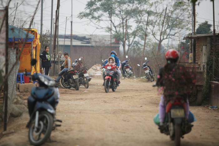 Tiểu thương vào tận vườn trả giá cao, nhiều người dân làng Nhật Tân 'hốt bạc' khi có đào bán trước Tết Ảnh 2
