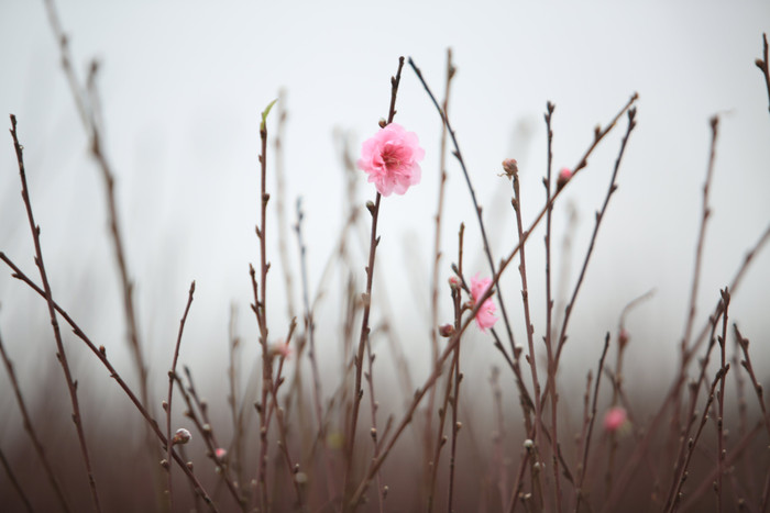 Làng đào Nhật Tân nhộn nhịp vào Tết.