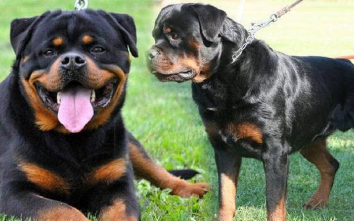 Người đàn ông bị lũ chó cắn chết vì cho ăn trễ giờ Ảnh 2