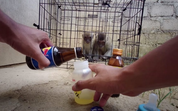 Ép khỉ ăn tương ớt, uống nước tăng lực để 'câu view rẻ tiền', Youtuber khiến CĐM phẫn nộ Ảnh 2