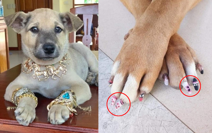 Được 'con sen' sắm cho trang sức vàng đón Tết, chú chó 'đại gia' gây sốt với thần thái sang chảnh Ảnh 2