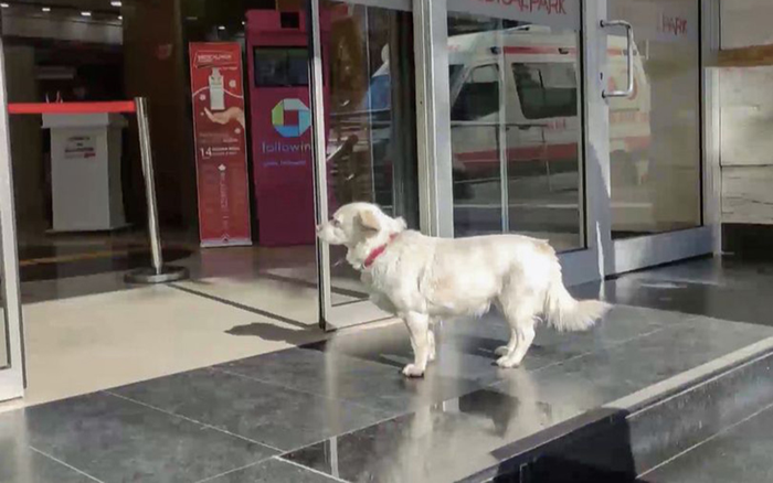 Cô chó trung thành chờ chủ ngoài bệnh viện nhiều ngày dài Ảnh 2